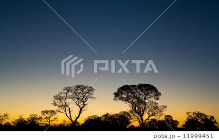 Ipe trees at sunset in Brazilian Pantanal Ipe trees at sunset in Brazilian Pantanal 11999451
