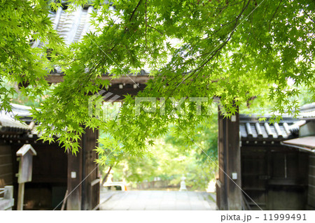 虚空蔵さん法輪寺の山門・夏景色 虚空蔵さん法輪寺の山門・夏景色 11999491
