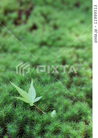 苔と紅葉 11999513
