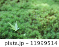 苔と紅葉 11999514