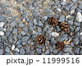 栂ぼっくり 11999516