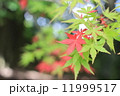初秋 11999517