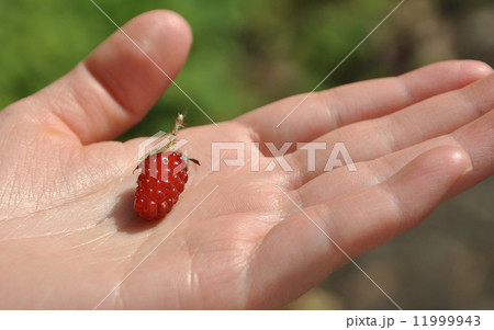 Ripe red wild raspberries on hand Ripe red wild raspberries on hand 11999943