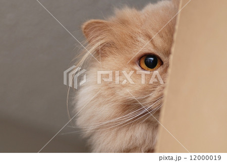 Persian cat playing hide and seek 12000019