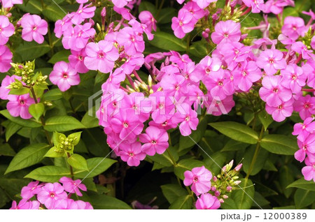 フロックス 12000389