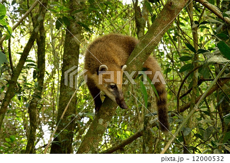 イグアスのハナグマ 12000532