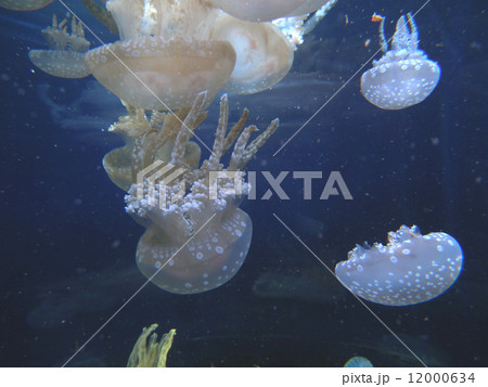 くらげ くらげ 12000634