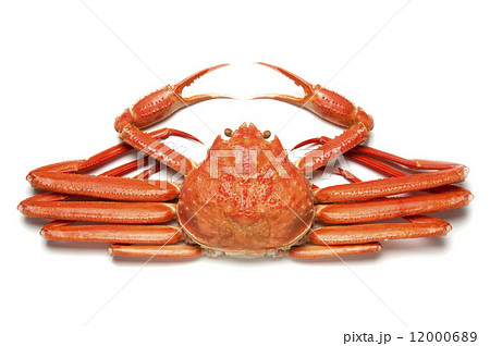 茹でたズワイガニ 茹でたズワイガニ 12000689
