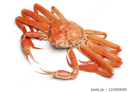 茹でたズワイガニ 茹でたズワイガニ 12000690