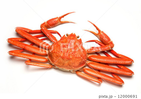 ズワイガニ ズワイガニ 12000691