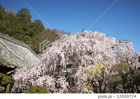 桜　奈良　専称寺 12000724