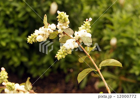 シンフォリカルポス  12000772