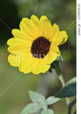 ひまわり 12000910