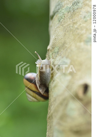 サンインマイマイ 12000978