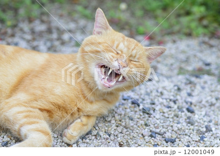 ネコ ネコ 12001049