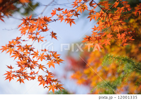 秋・椛・もみじ・紅葉 秋・椛・もみじ・紅葉 12001335