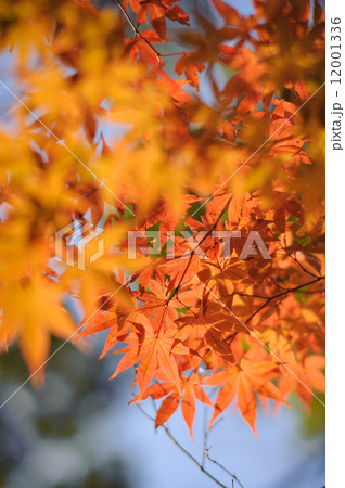 秋・椛・もみじ・紅葉 12001336