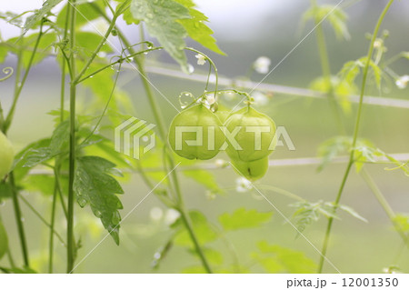 フウセンカズラ 12001350