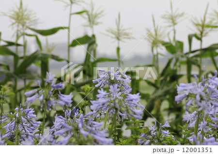 アガパンサスとトウモロコシ アガパンサスとトウモロコシ 12001351
