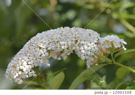 ブッドレア 12001508