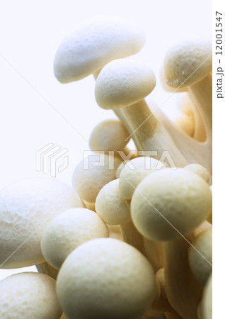White beech Mushroom (White Shimeji) Hypsizygus Marmoreus 12001547