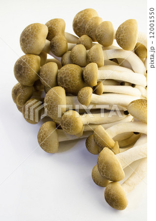 Brown Beech Mushroom 12001550