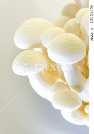 White beech Mushroom (White Shimeji) Hypsizygus Marmoreus 12001556
