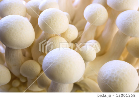 White beech Mushroom (White Shimeji) Hypsizygus Marmoreus 12001558