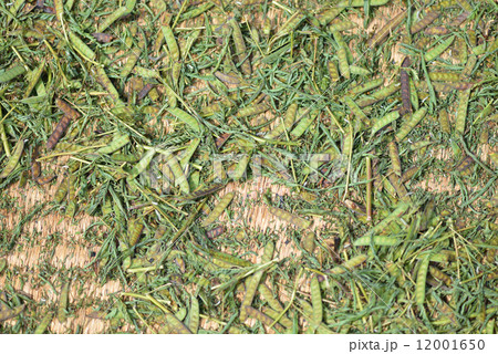 キシマメの天日干し キシマメの天日干し 12001650