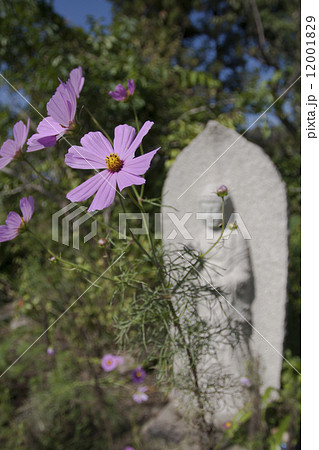 コスモス 12001829