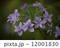 シチダンカ 12001830