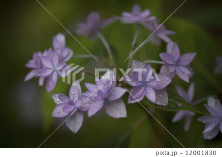 シチダンカ 12001830