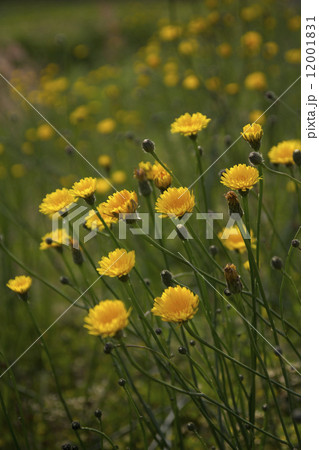 ジシバリ 12001831