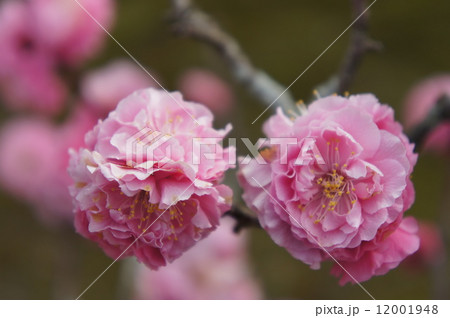 八重寒紅梅 12001948