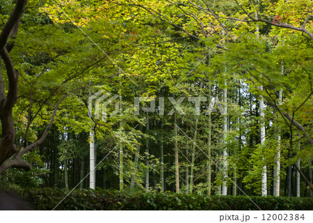 桂離宮 川端の笹垣(竹垣) 桂離宮 川端の笹垣(竹垣) 12002384