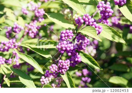 鮮やかな紫色をしたムラサキシキブの実 鮮やかな紫色をしたムラサキシキブの実 12002453