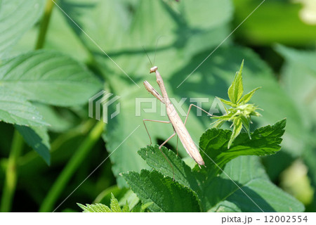 コカマキリ 12002554