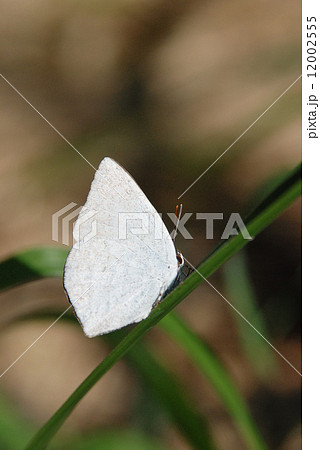 ウラギンシジミのオス ウラギンシジミのオス 12002555