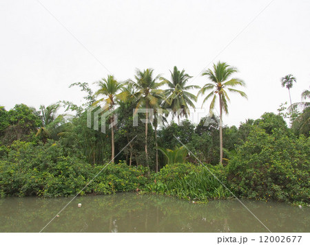 メコンデルタの風景 メコンデルタの風景 12002677