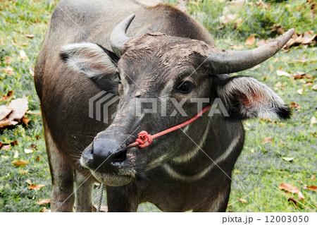 close up face of buffalo in potrait on feild 12003050