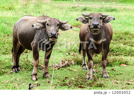 twin Thai buffalo on green field twin Thai buffalo on green field 12003052