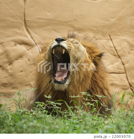 Lion the king 12003070