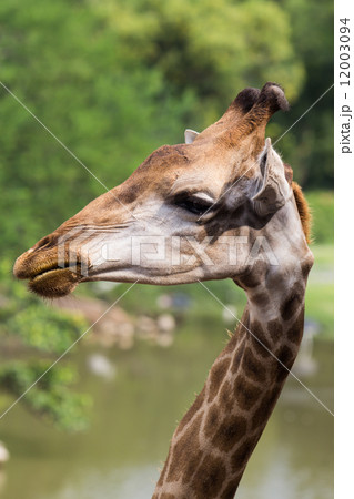 Giraffe Giraffe 12003094