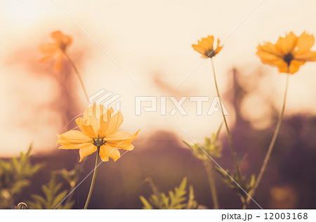 Cosmos sulphureus flower vintage 12003168