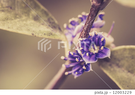 Little flower vintage 12003229