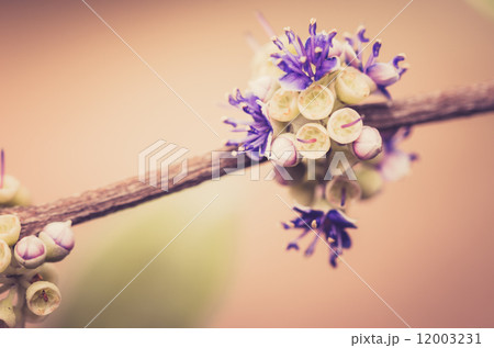 Little flower vintage Little flower vintage 12003231