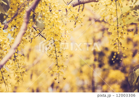 Golden shower or Cassia fistula flower vintage 12003306