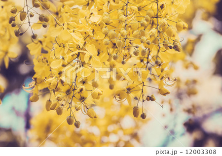 Golden shower or Cassia fistula flower vintage 12003308