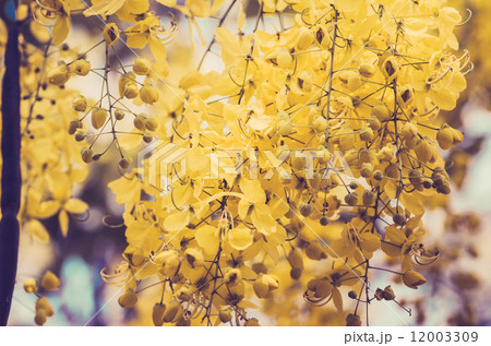Golden shower or Cassia fistula flower vintage 12003309