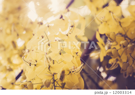 Golden shower or Cassia fistula flower vintage 12003314